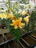 [4148 Corcovado No01.JPG]